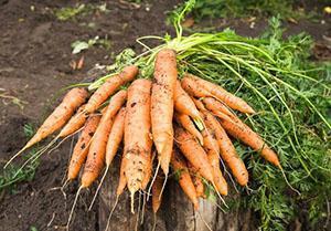 Harvest porkkanat maassa