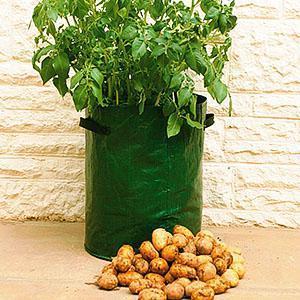 Récolter les pommes de terre dans un sac