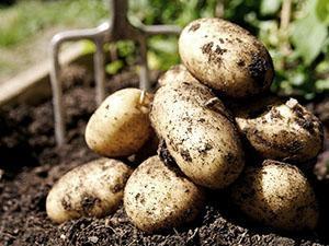Patates hasadı