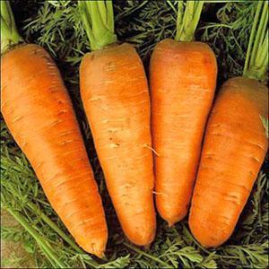 Thu hoạch cà rốt ở Urals