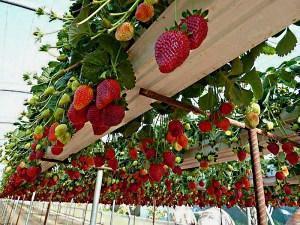 vertikal odling av jordgubbar