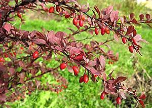Red-leaved barberry