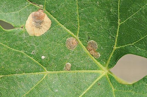 Cercospora on honeysuckle leaves