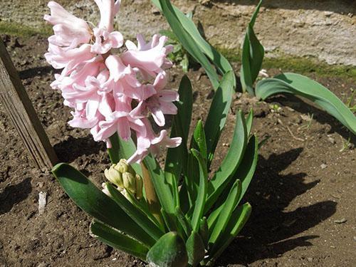 Dārzā ziedoša hiacinte
