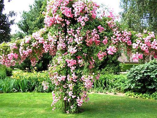 Blommande tatarisk kaprifol