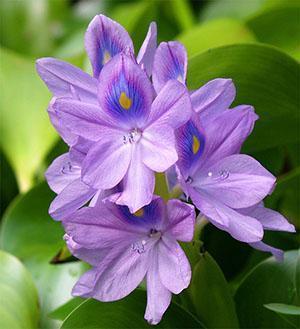Ūdens hiacintes zieds