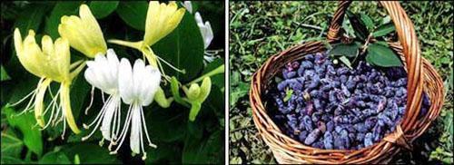 Flori și fructe de caprifoi