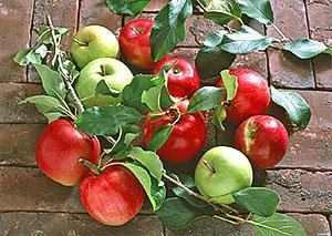 Två varianter av äpplen på ett träd