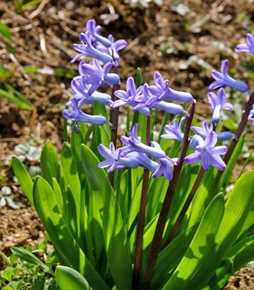 Hyacinths on the site