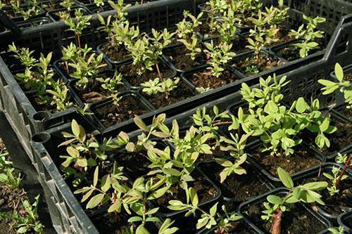 Honeysuckle seedlings ready to transplant