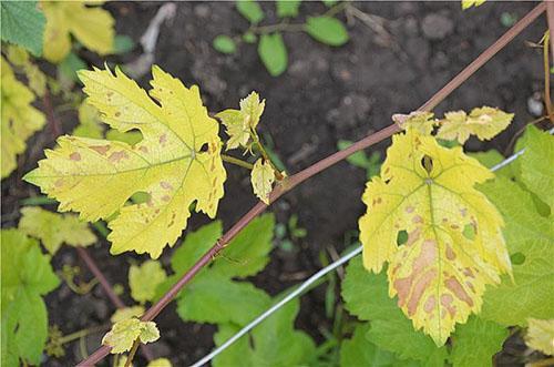 Chlorosis of grape leaves