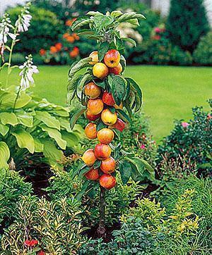 Pylväs omenapuu puutarhassasi