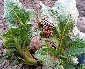 Колорадски бръмбар върху картофен храст