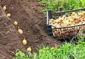 Vasarą sodinti bulves