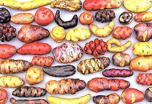 Šimtametė bulvių istorija