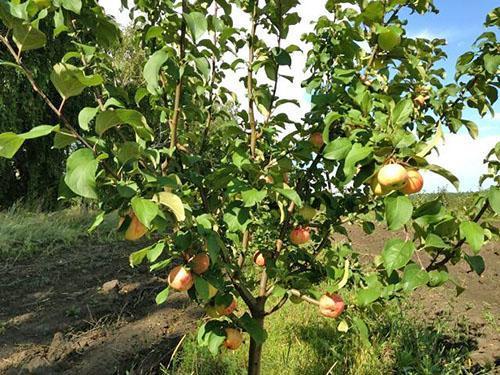 ต้นแอปเปิ้ลหนุ่ม Grushovka Moscow