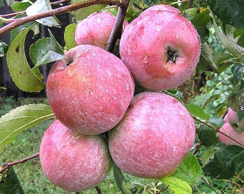 แอปเปิ้ลที่ล้างด้วยฝนของ Lungitsa