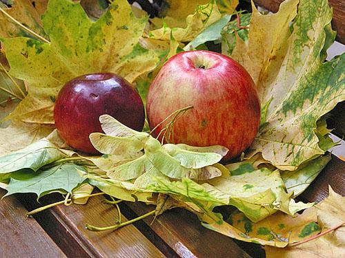 Autumn varieties of apples