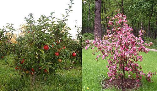 Cüce elma ağaçları ve sütunlu arasındaki fark