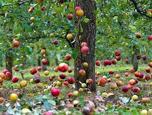 Las manzanas caen de los árboles descuidados