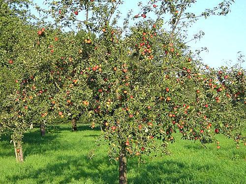 Fruiting apple orchard