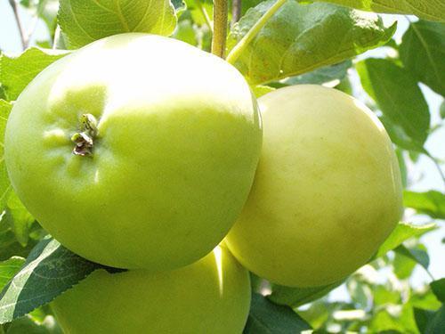Giống trái cây Papirovka
