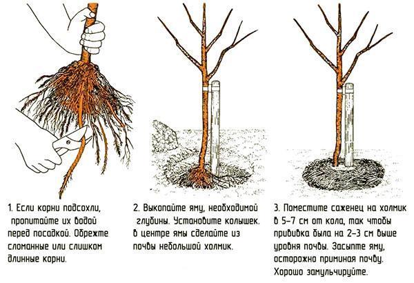 Výsadba sadenice s otvoreným koreňovým systémom