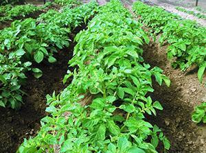 Plantation de pommes de terre protégée contre le doryphore de la pomme de terre