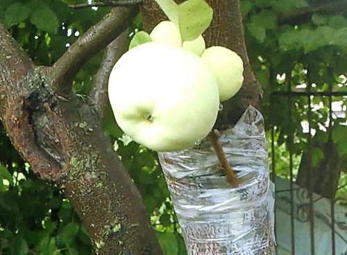 V lete štepenie jabloní