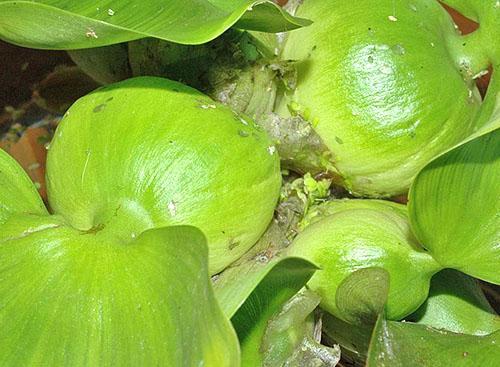 Ūdens hiacintes sulīgā rozete