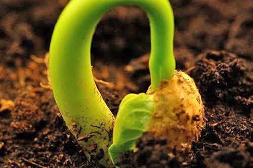 Voortplanting van zaden