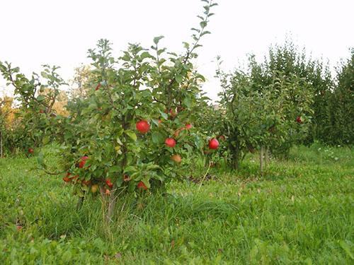 Jardin de pommes naines