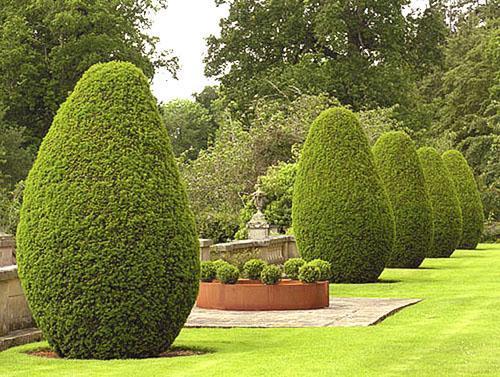 Boxwood trees in the landscape