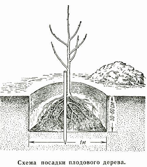 Schema de plantare a pomilor fructiferi