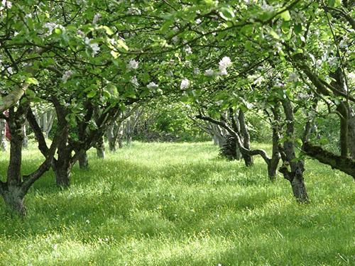 Senas obelų sodas