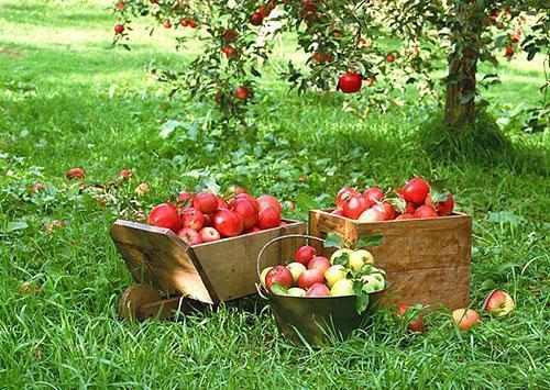 Høst av tidlige epler