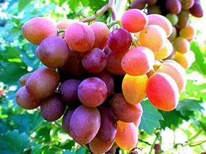 Vynuogių derlius centrinėje Rusijos dalyje