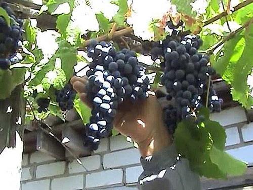 Healthy grapes