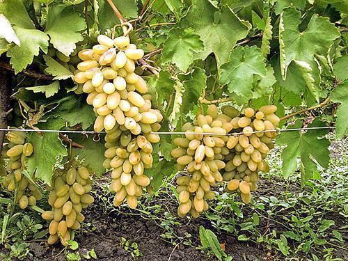 Uzgaja se dobro grožđe