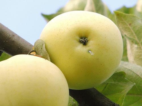 Soiuri de mere Umplutură albă