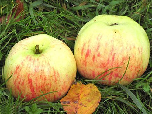 Epler av den utvalgte sorten