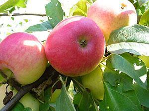 Medunitsa apples