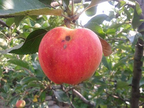 Apfel durch Motte beschädigt