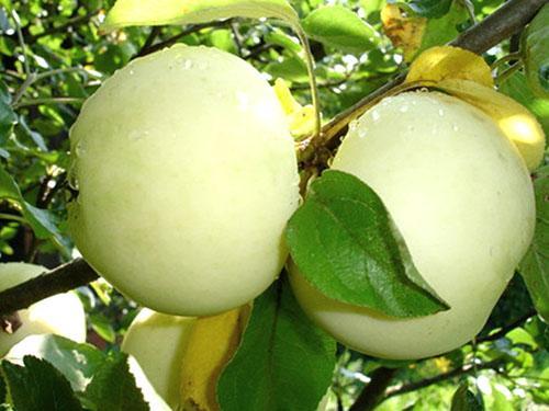 Variedades de manzanas Relleno blanco