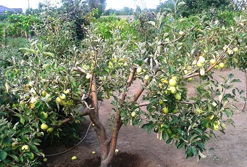 Kebun epal