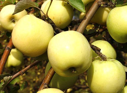 Äppelträd Antonovka