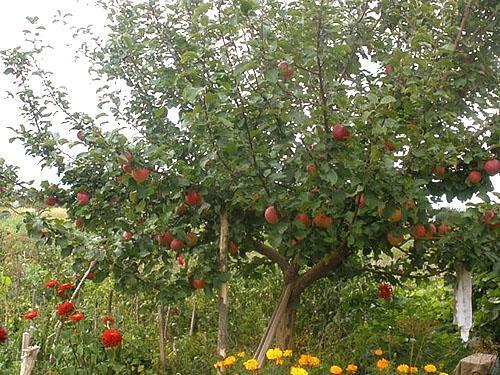 Stablo jabuke u vrtu