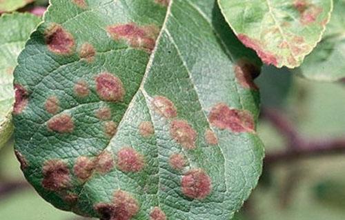 Tree leaf disease