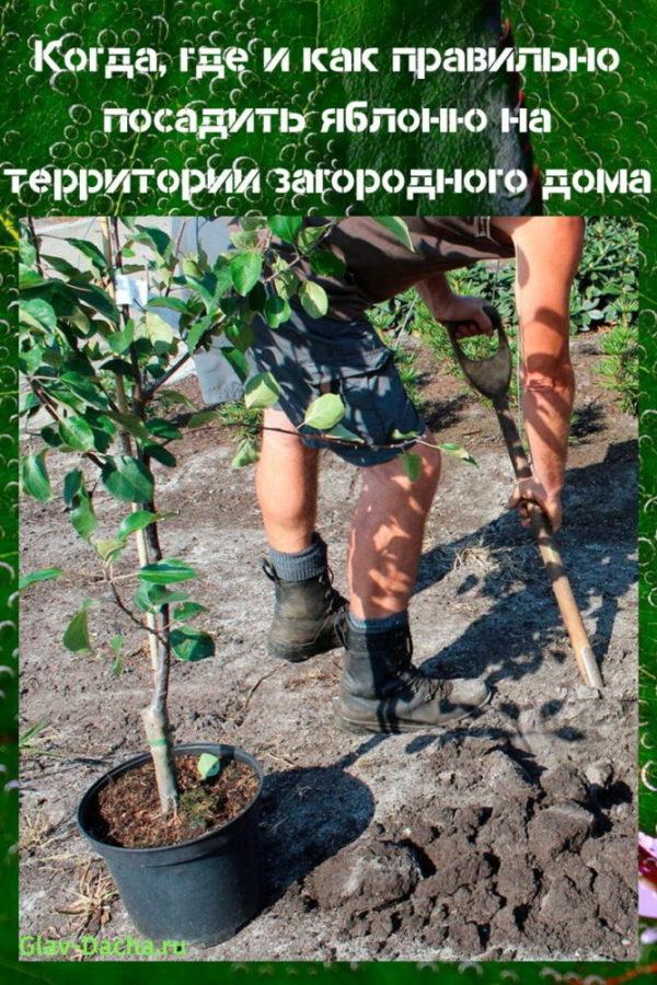 hur man planterar ett äppelträd