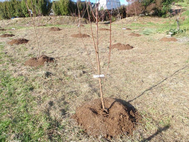 hur man planterar ett äppelträd på våren